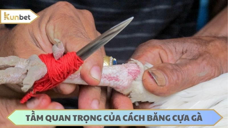 Băng cựa đúng sẽ tăng sát thương cho chiến kê