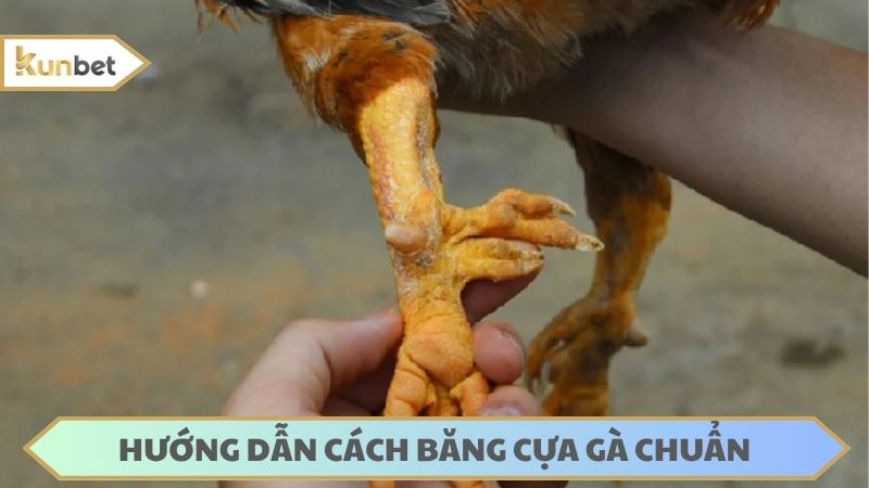 Cách băng cựa gà chuẩn phải dựa trên chân chi tiết