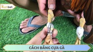 cách băng cựa gà