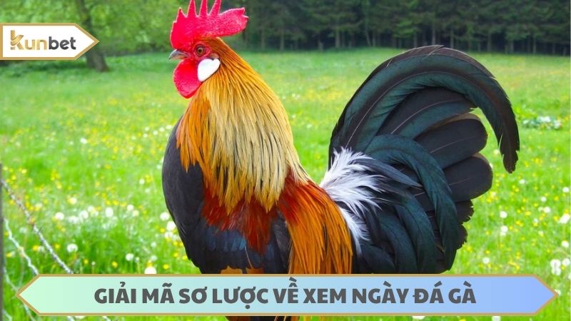Xem ngày đá chuẩn sẽ giúp gà ra sân sung mãn nhất