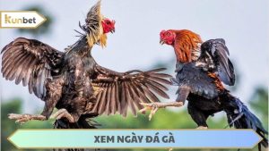 xem ngày đá gà